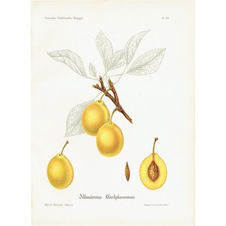 スウェーデン プラムの アンティーク ボタニカルアート（Plum）果実学 植物画 0461