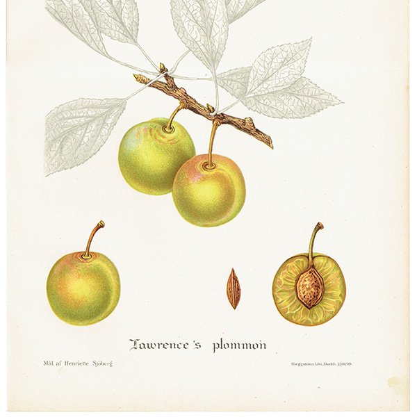 スウェーデン プラムの アンティーク ボタニカルアート（Plum）果実学 植物画 0462
