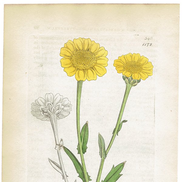 ꥹ ƥ ܥ˥륢/ʪ Chrysanthemum segetumʥ饲󥮥. plate.1172,1839ǯ 0469