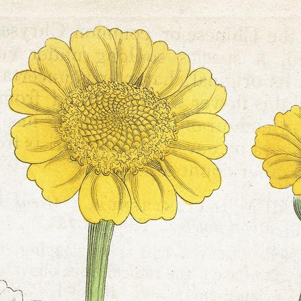 イギリス アンティーク ボタニカルアート/植物画 Chrysanthemum