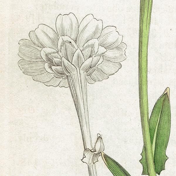 イギリス アンティーク ボタニカルアート/植物画 Chrysanthemum