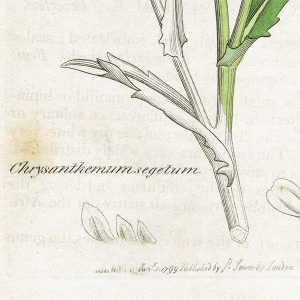 ꥹ ƥ ܥ˥륢/ʪ Chrysanthemum segetumʥ饲󥮥. plate.1172,1839ǯ 0469