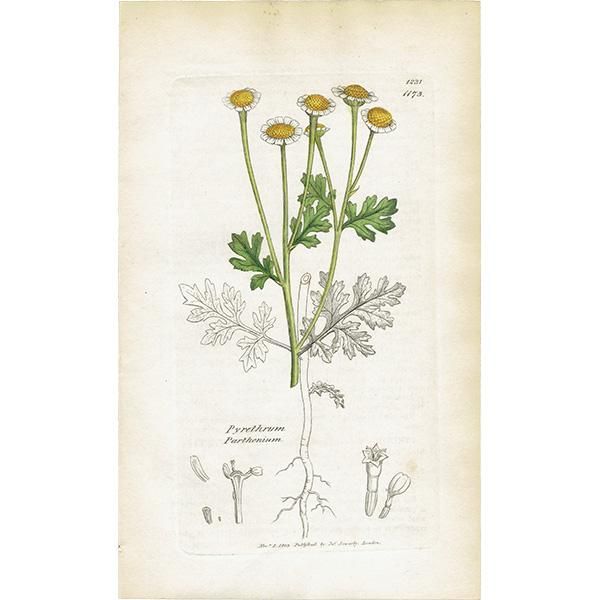 ꥹ ƥ ܥ˥륢/ʪ Pyrethrum Partheniumʥʥĥ. plate.1173,1839ǯ 0470