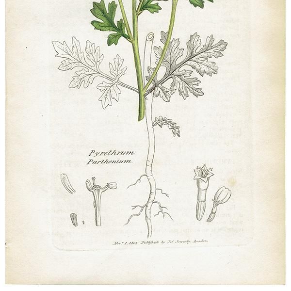 ꥹ ƥ ܥ˥륢/ʪ Pyrethrum Partheniumʥʥĥ. plate.1173,1839ǯ 0470