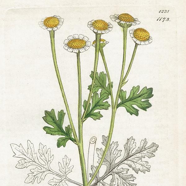 ꥹ ƥ ܥ˥륢/ʪ Pyrethrum Partheniumʥʥĥ. plate.1173,1839ǯ 0470