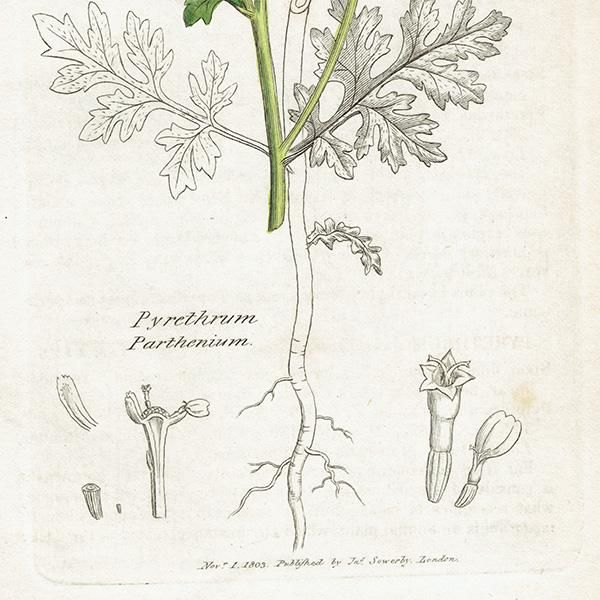 ꥹ ƥ ܥ˥륢/ʪ Pyrethrum Partheniumʥʥĥ. plate.1173,1839ǯ 0470