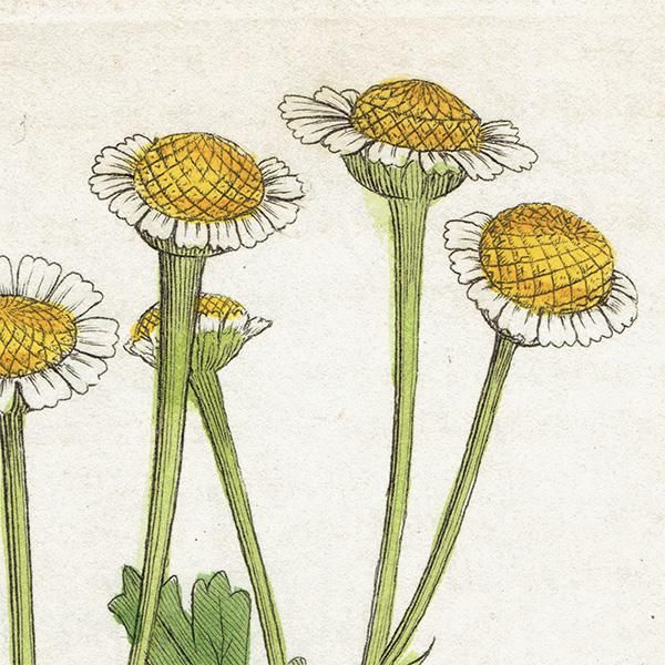 ꥹ ƥ ܥ˥륢/ʪ Pyrethrum Partheniumʥʥĥ. plate.1173,1839ǯ 0470