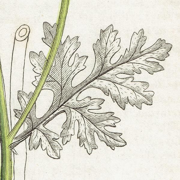 ꥹ ƥ ܥ˥륢/ʪ Pyrethrum Partheniumʥʥĥ. plate.1173,1839ǯ 0470