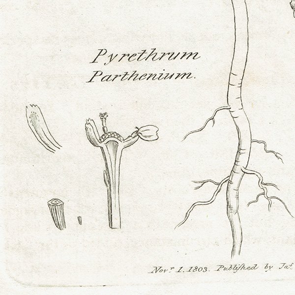 ꥹ ƥ ܥ˥륢/ʪ Pyrethrum Partheniumʥʥĥ. plate.1173,1839ǯ 0470