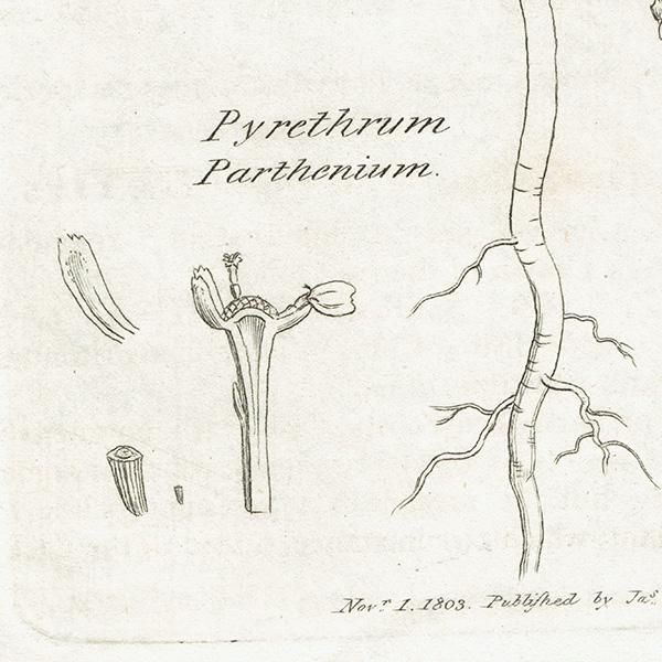 ꥹ ƥ ܥ˥륢/ʪ Pyrethrum Partheniumʥʥĥ. plate.1173,1839ǯ 0470