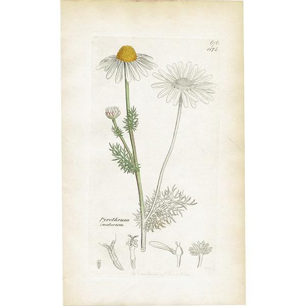 ꥹ ƥ ܥ˥륢/ʪ Pyrethrum inodorumʥ̥ߥĥ. plate.1174,1839ǯ 0471