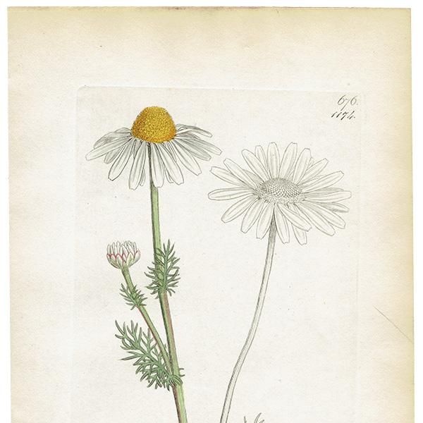 ꥹ ƥ ܥ˥륢/ʪ Pyrethrum inodorumʥ̥ߥĥ. plate.1174,1839ǯ 0471