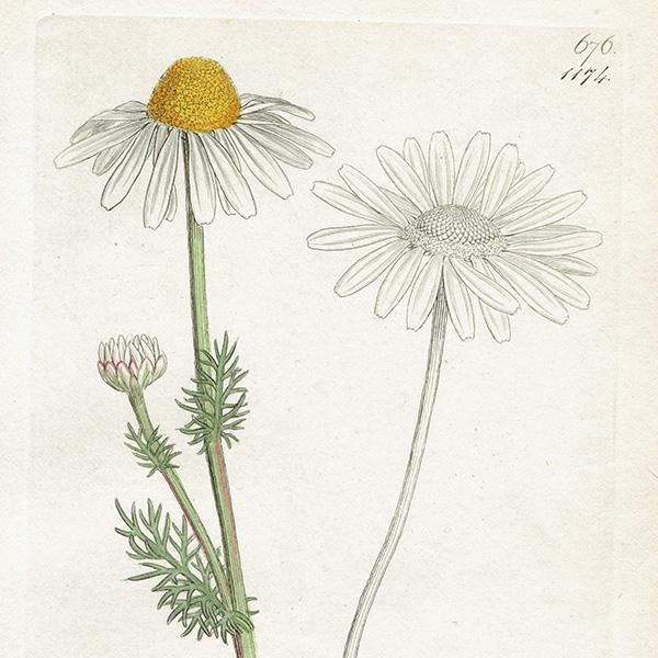 ꥹ ƥ ܥ˥륢/ʪ Pyrethrum inodorumʥ̥ߥĥ. plate.1174,1839ǯ 0471