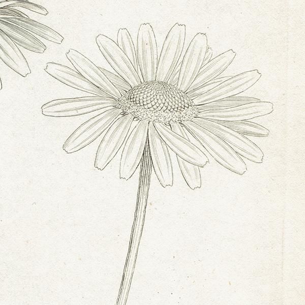 ꥹ ƥ ܥ˥륢/ʪ Pyrethrum inodorumʥ̥ߥĥ. plate.1174,1839ǯ 0471