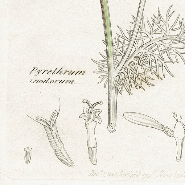 ꥹ ƥ ܥ˥륢/ʪ Pyrethrum inodorumʥ̥ߥĥ. plate.1174,1839ǯ 0471