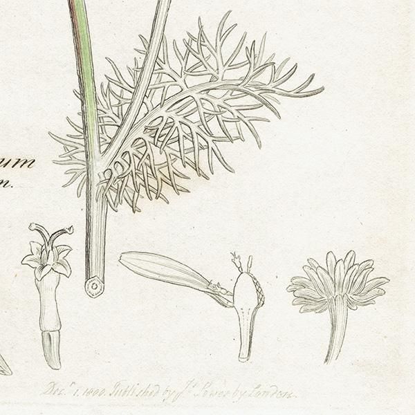 ꥹ ƥ ܥ˥륢/ʪ Pyrethrum inodorumʥ̥ߥĥ. plate.1174,1839ǯ 0471