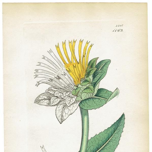 ꥹ ܥ˥ץ/ʪ Inula Heleniumʥޡ. plate.1163,1839 JAMES SOWERBY 0472