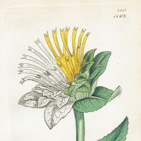 ꥹ ܥ˥ץ/ʪ Inula Heleniumʥޡ. plate.1163,1839 JAMES SOWERBY 0472