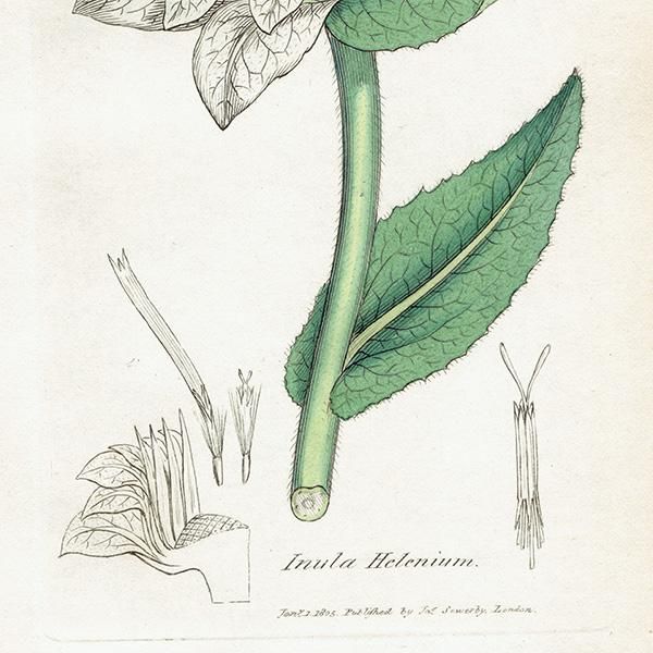 ꥹ ܥ˥ץ/ʪ Inula Heleniumʥޡ. plate.1163,1839 JAMES SOWERBY 0472