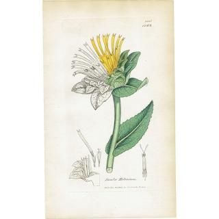 ꥹ ܥ˥ץ/ʪ Inula Heleniumʥޡ. plate.1163,1839 JAMES SOWERBY 0472