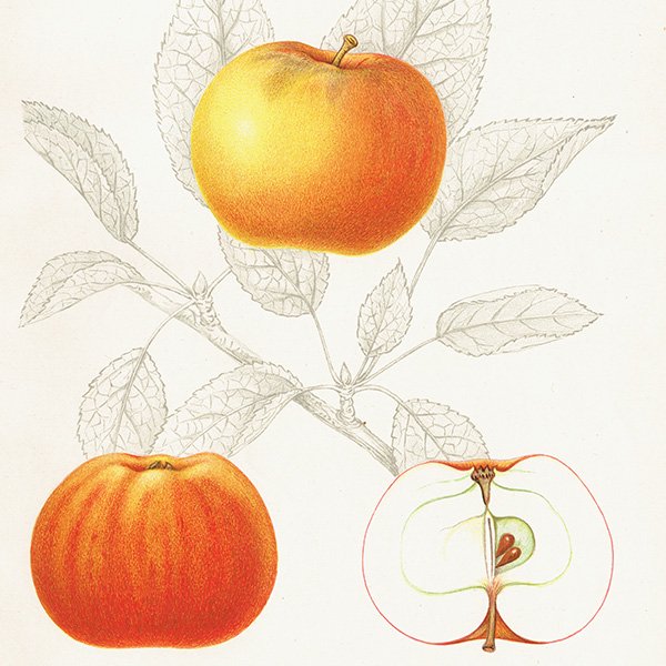 スウェーデン リンゴの アンティーク ボタニカルアート（アップル） 果実学 植物画 0463