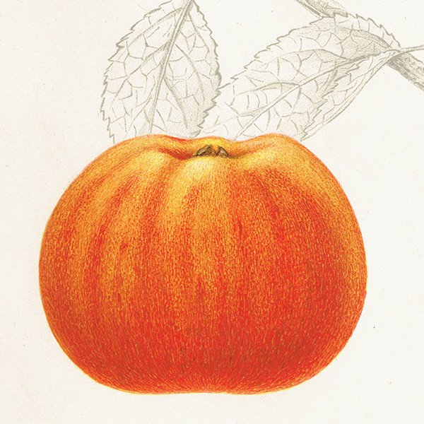 スウェーデン リンゴの アンティーク ボタニカルアート（アップル） 果実学 植物画 0463