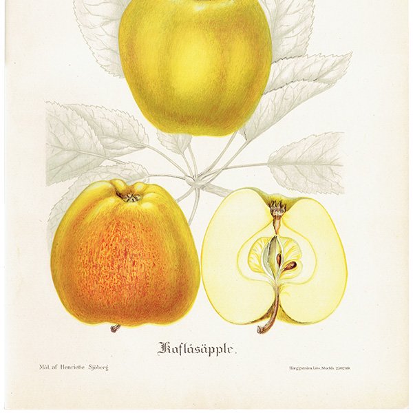 スウェーデン リンゴの アンティーク ボタニカルアート（アップル） 果実学 植物画 0464