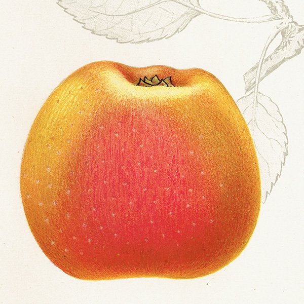 スウェーデン リンゴの アンティーク ボタニカルアート（林檎） 果実学 植物画 0465