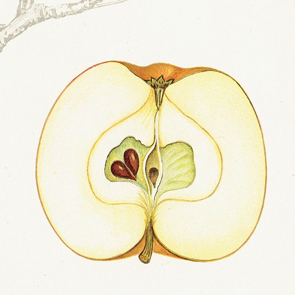 スウェーデン リンゴの アンティーク ボタニカルアート（林檎） 果実学 植物画 0465