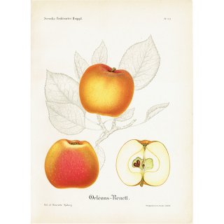 スウェーデン リンゴのアンティークボタニカルプリント（アップル） 果実学 植物画 0465