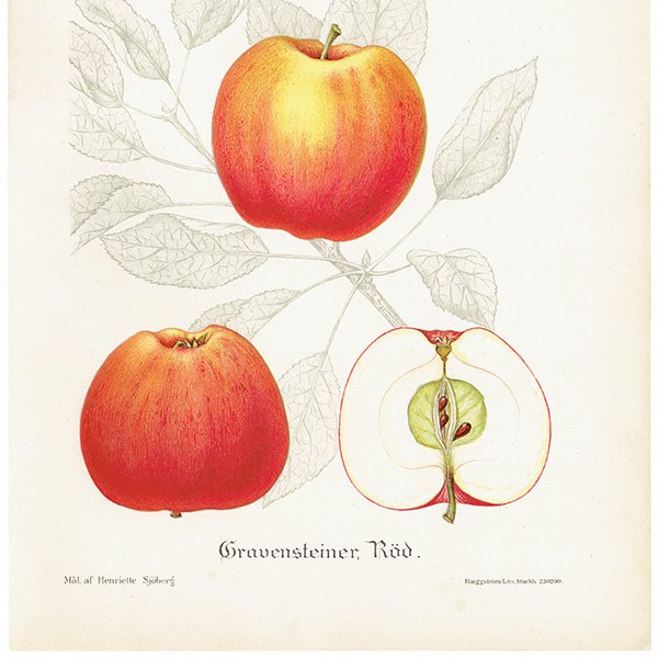 スウェーデン リンゴの アンティーク ボタニカルアート（林檎） 果実学 植物画 0466