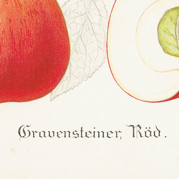 スウェーデン リンゴの アンティーク ボタニカルアート（林檎） 果実学 植物画 0466