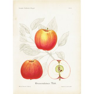 スウェーデン リンゴのアンティークボタニカルプリント（アップル） 果実学 植物画 0466