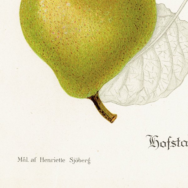 スウェーデン 洋梨のアンティークボタニカルプリント（ナシ）果実学 植物画 0467