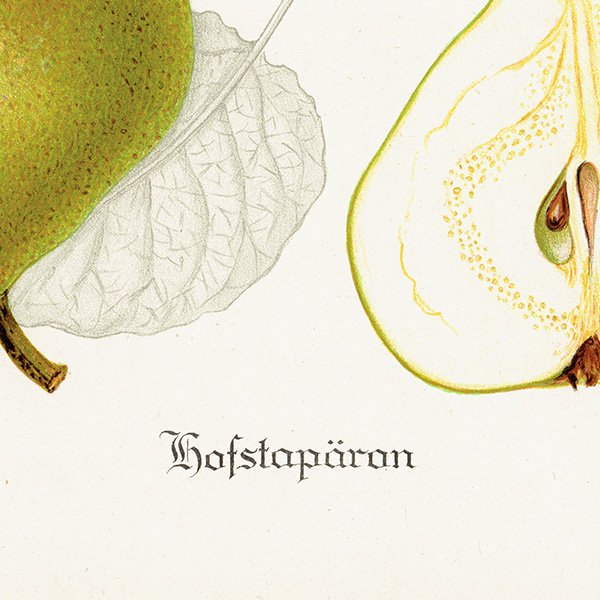 スウェーデン 洋梨のアンティークボタニカルプリント（ナシ）果実学 植物画 0467