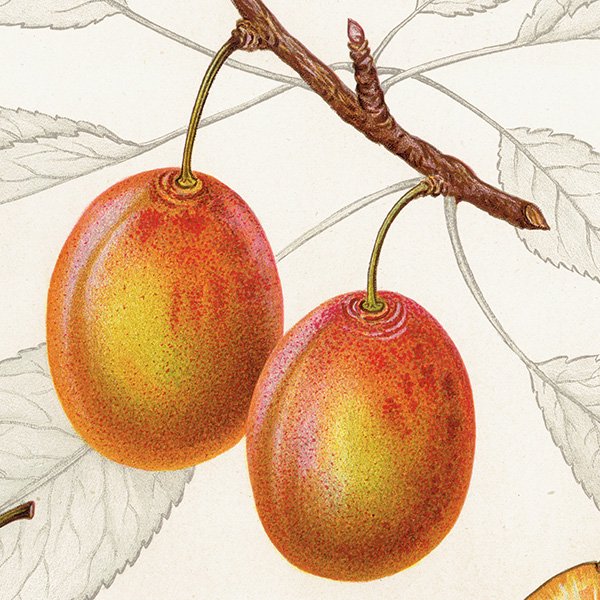 スウェーデン プラムのアンティーク ボタニカルアート（Plum）果実学 植物画 0468