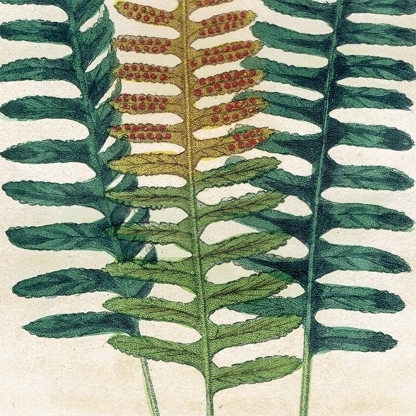 フランスアンティークボタニカルプリント（POLYPODE/シダ植物）植物画 
