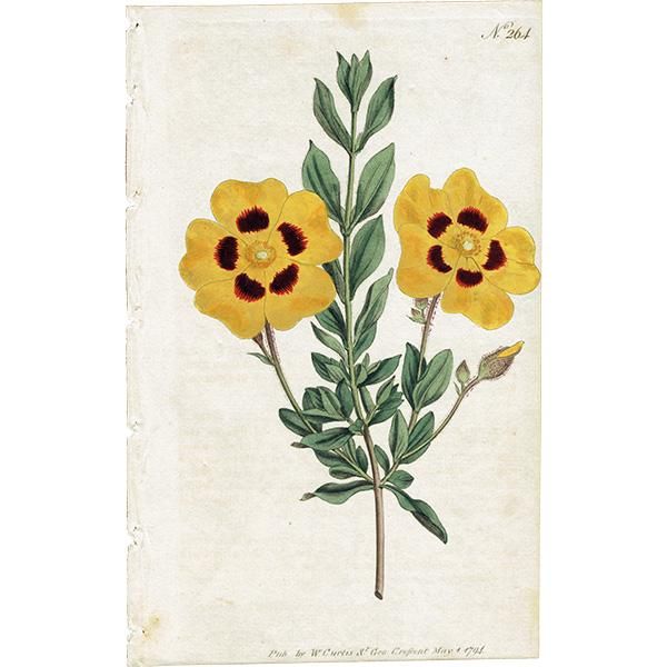 【史上最も激安】 イギリス アンティーク FORMOSUS ボタニカルアート（CISTUS その他
