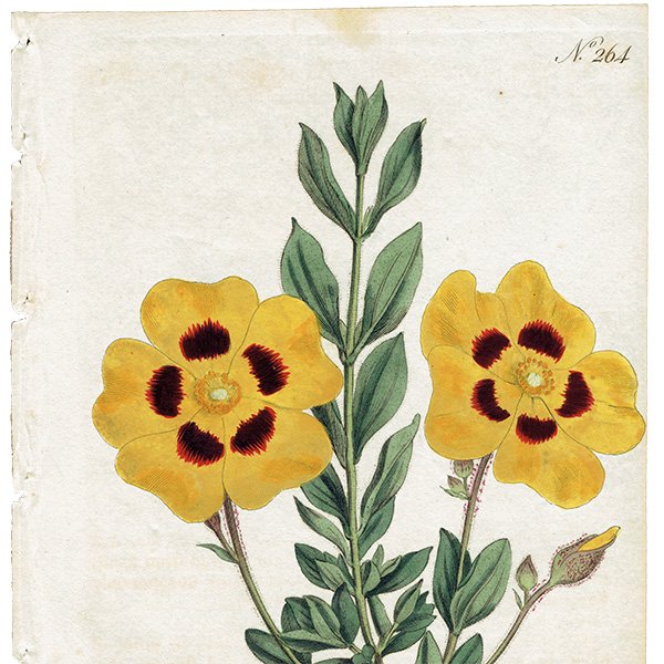 イギリス アンティーク ボタニカルアート（CISTUS FORMOSUS/ハンニチバナ）植物画 0471