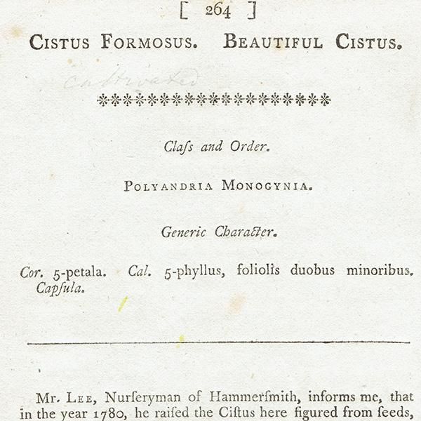イギリス アンティーク ボタニカルアート（CISTUS FORMOSUS