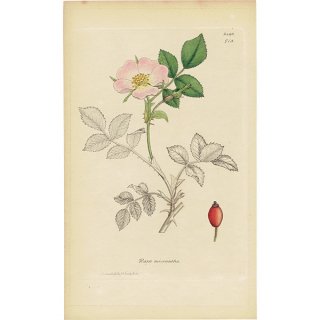 イギリスアンティークボタニカルプリントENGLISH BOTANY（Rosa Micrantha/ロサ・ミクランタ）植物画 0472