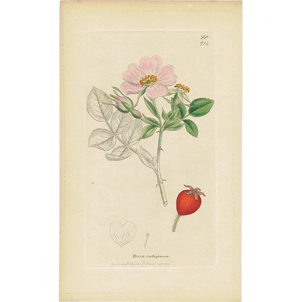 超希少！1800年代 赤い装丁が美しいフランスのアンティーク植物図鑑 - 本
