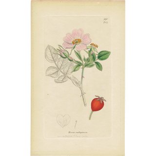 イギリスアンティークボタニカルプリントENGLISH BOTANY（Rosa rubiginosa/ロサ・ルビギノーサ）植物画 0473