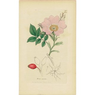 イギリスアンティークボタニカルプリントENGLISH BOTANY（Rosa canina/イヌバラ）植物画 0474