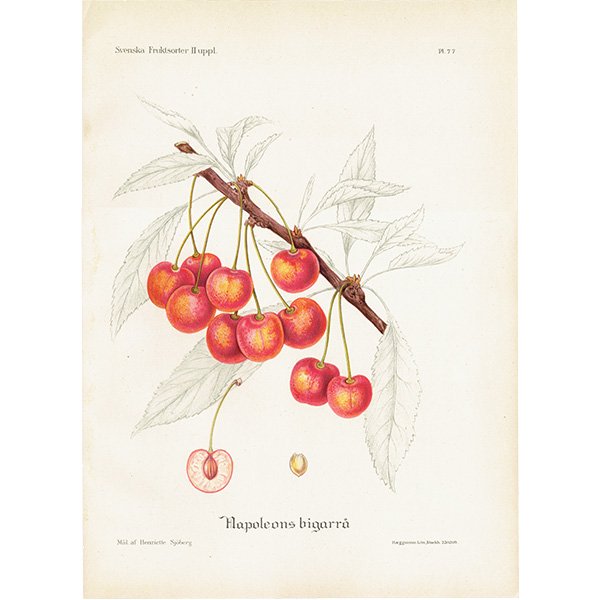 スウェーデン さくらんぼのアンティーク ボタニカルアート（チェリー）果実学 植物画 0477
