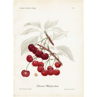 スウェーデン さくらんぼのアンティークボタニカルプリント（チェリー）果実学 植物画 0478