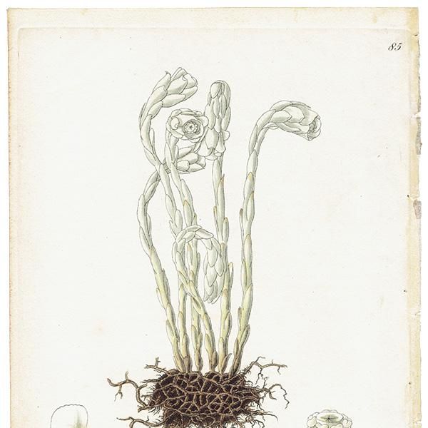 フランス アンティーク ボタニカルアート(Monotropa uniflora フランス アンティーク ボタニカルアート(Monotropa uniflora