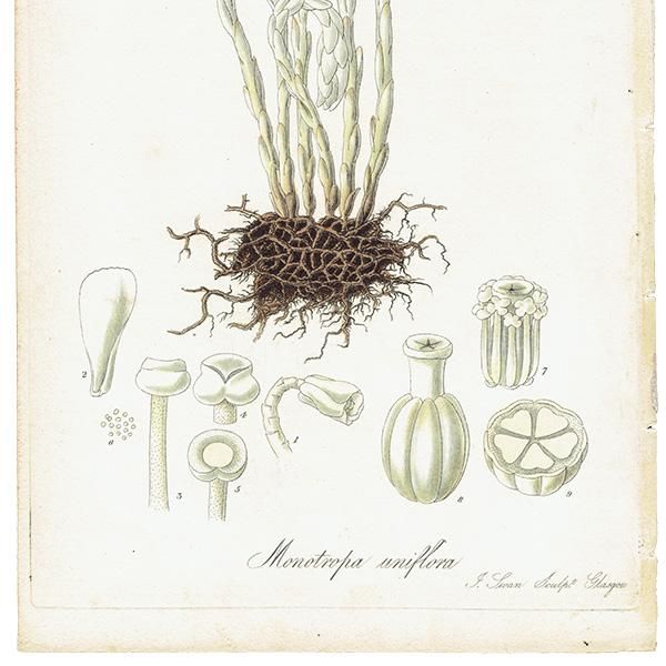 フランス アンティーク ボタニカルアート(Monotropa uniflora フランス アンティーク ボタニカルアート(Monotropa uniflora