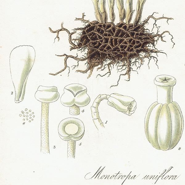 ե ƥ ܥ˥륢ȡMonotropa uniflora/祦ɥ˿ʪ 0476