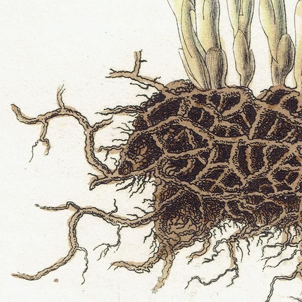 フランス アンティーク ボタニカルアート（Monotropa uniflora